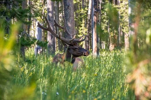 Deer in the forest Stock Photos