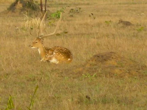 Deer in the forest Stock Photos