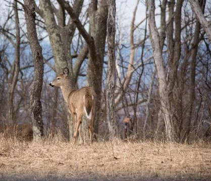 Deer in the forest Fotos de archivo