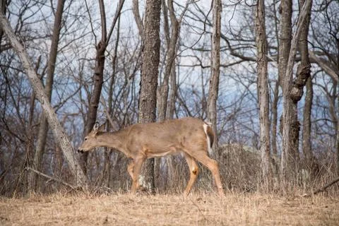 Deer in the forest Fotos de archivo