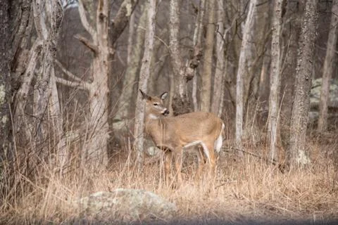Deer in the forest Stock Photos