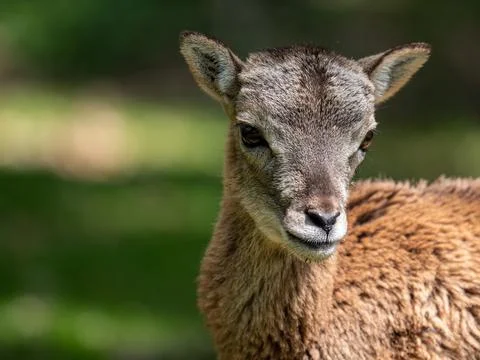 Deer in the forest Stock Photos