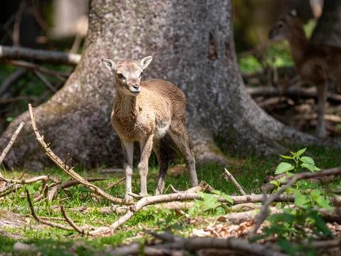 Deer in the forest Foto stock