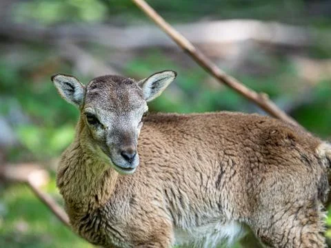 Deer in the forest Stock Photos