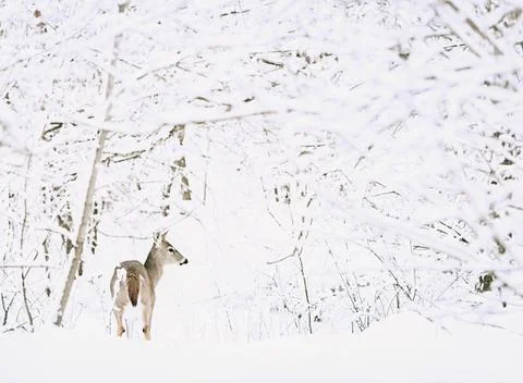 Deer In A Forest Stock-Fotos