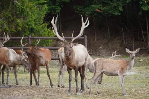 Deer in the forest Stock Photos