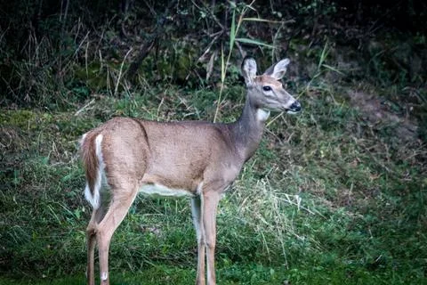 Deer in the forest Stock Photos