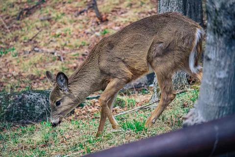 Deer in forest Stock Photos