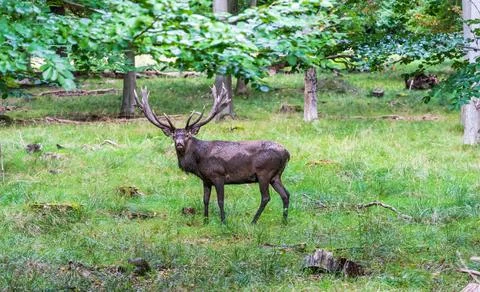 A deer in the forest Stock Photos