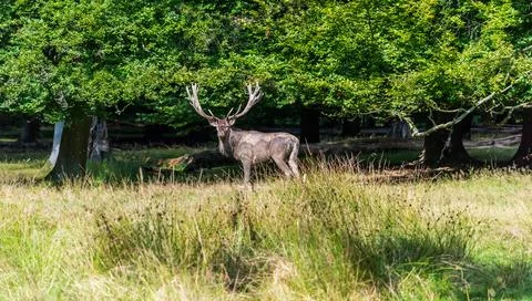 A deer in the forest Foto stock