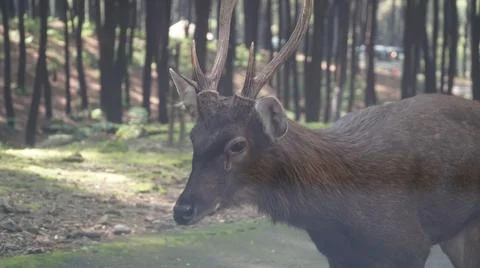Deer in the Forest Stock Photos