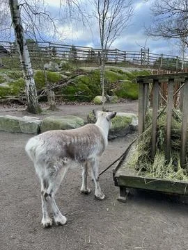 Deer in the forest Stock Photos