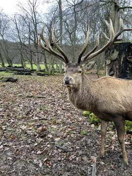 Deer in the forest Stockfoto's