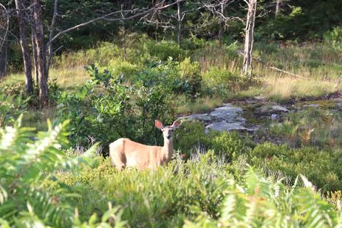 Deer in the Forest 스톡 사진