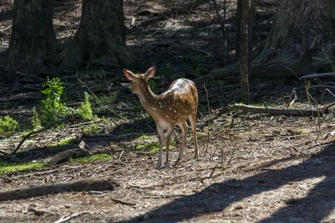 Deer in the Forest Stock Photos