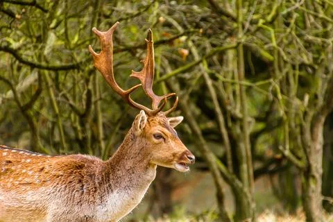 Deer in forest 스톡 사진