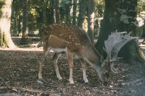 Deer in a forest in Puglia Stockfoto's