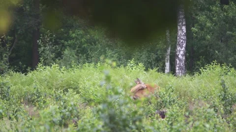A deer in a forest scenery, 4K Stock Footage 221239874
