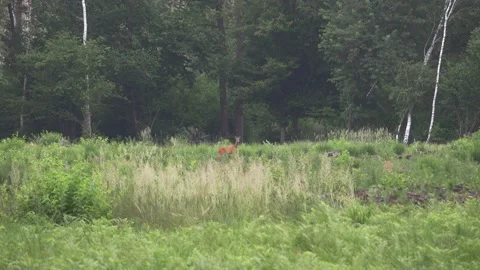 A deer in a forest scenery, 4K 스톡 동영상 221240129
