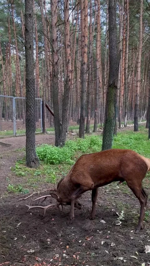 A deer in the forest scratches the ground with its horns Stock Footage 279081879