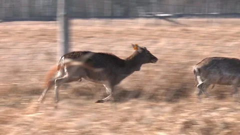 Deer in the forest. A small herd of whitetail deer. Video stock 309168813