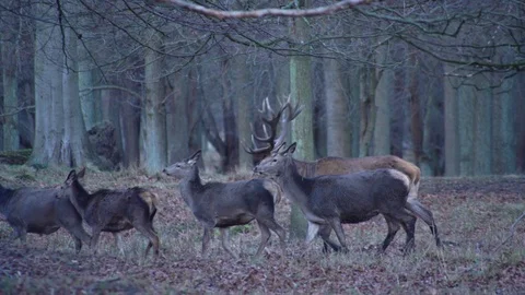 Deer in forest static shot Stock Footage 101102650