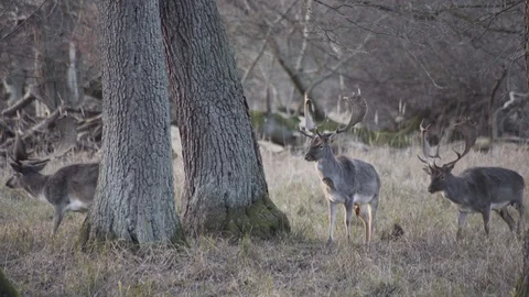 Deer in forest static shot Stock Footage 101115226