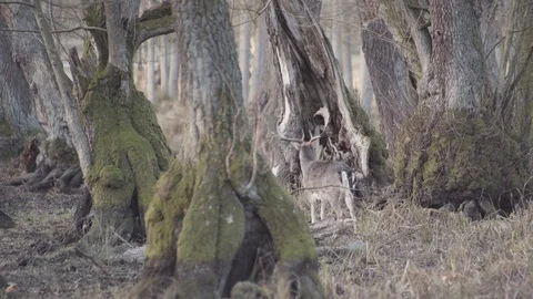 Deer in forest static shot Stock Footage 101118396