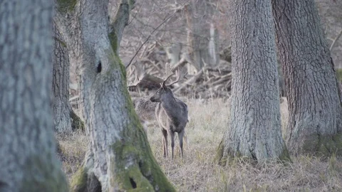 Deer in forest static shot Stock Footage 101121673