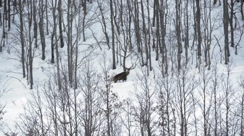 Deer in the forest with the trees Video stock 47932075