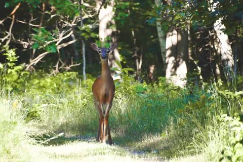 Deer on forest with trees Stock Photos