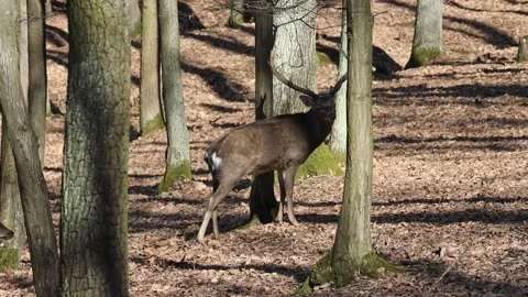 Deer in the forest. Wild deer herd with male and female mammal animals Stock Footage 305963581