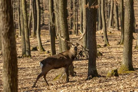 Deer in the forest. Wild European fallow deer herd Foto stock