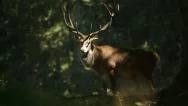 Deer In Forest Wildlife Animal Stock Footage