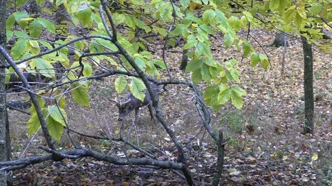 Deer in forest zoom in walking away Stock Footage 120576140