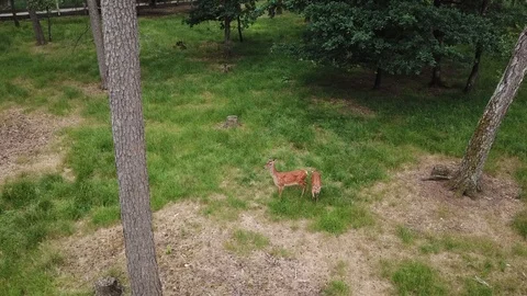 Deer in the forest2 Stock Footage 91401844