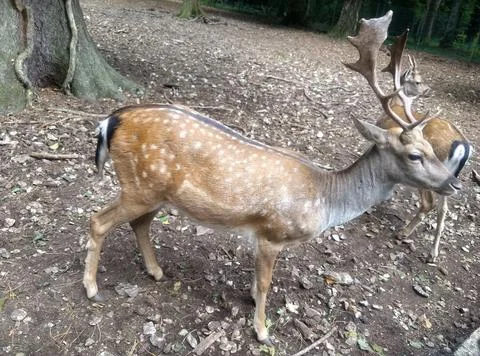 Deer in the Foresta Umbra Stock Photos