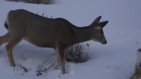 Deer Forging for Food in Winter Stock Footage 210976953