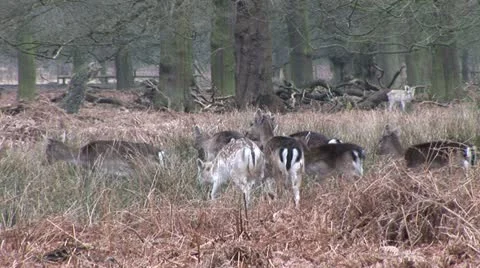 Deer in a forrest Video stock 22247036