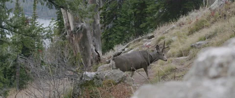 Deer in forrest Video stock 151416688