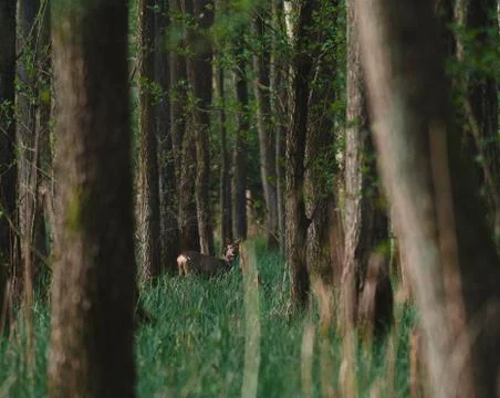 Deer in the forrest Stock Photos