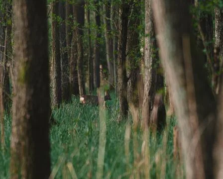 Deer in the forrest Stock Photos
