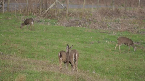 Deer Four Shot Video stock 97605560