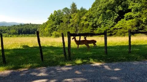 Deer Framed by Fence Stock Photos