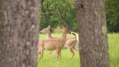Deer framed by trees is joined by friends in 4k Stock Footage 154817166