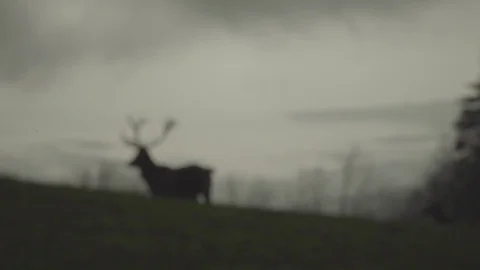 Deer in front of misty valley Stock Footage 74696931