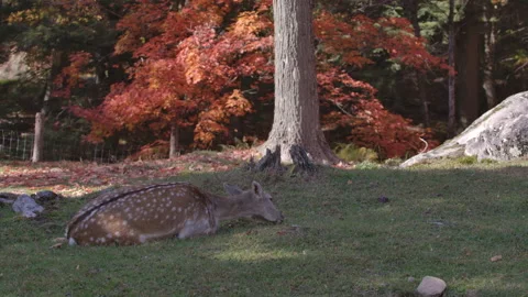 Deer in front of red maple tree in autumn forest Stock Footage 140267680
