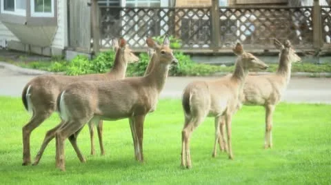 Deer in Front Yard Stock Footage 11071376