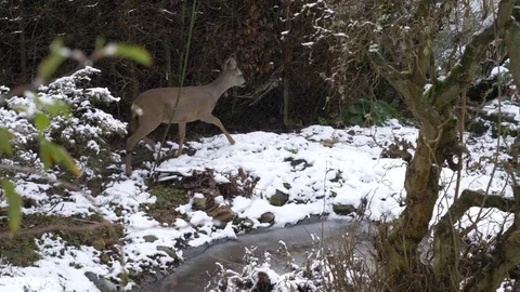 Deer At Frozen Pond Stock Footage 85098359