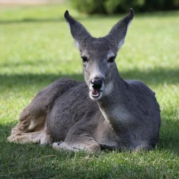 Deer with Funny Face Stock Photos